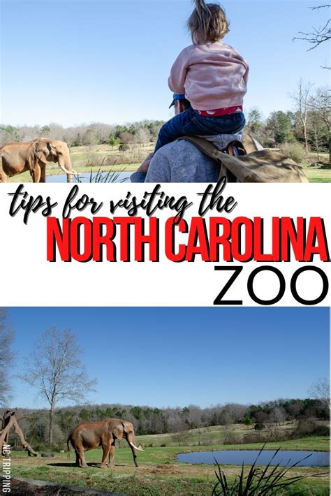 NC Zoo in Asheboro: Things to Do, Food, Fun Attractions, and More!