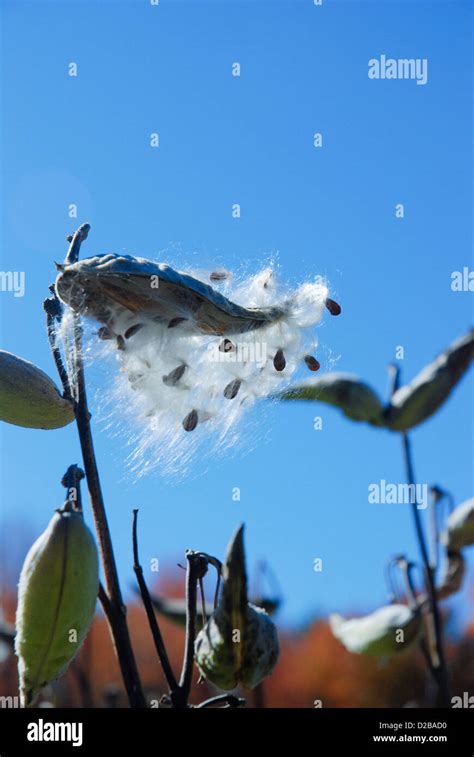 Milkweed Plant Blowing In Wind Pod Seeds Stock Photo Alamy