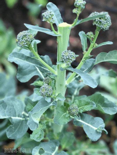 Five Tips For Growing Broccoli Veggie Garden Home Vegetable Garden