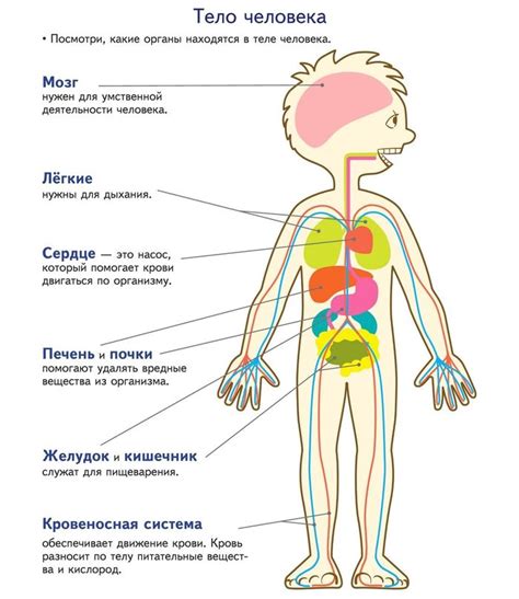 Картинки с органами человека для учеников 4 класса