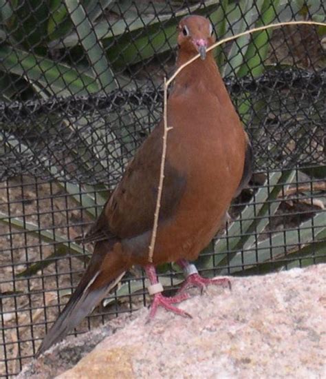 Ccmc As Aves Endémicas De México Amenazadas Polo Cambio Climático