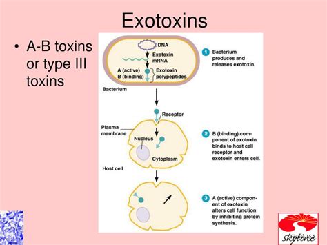 Ppt Microbial Mechanisms Of Pathogenicity Powerpoint Presentation