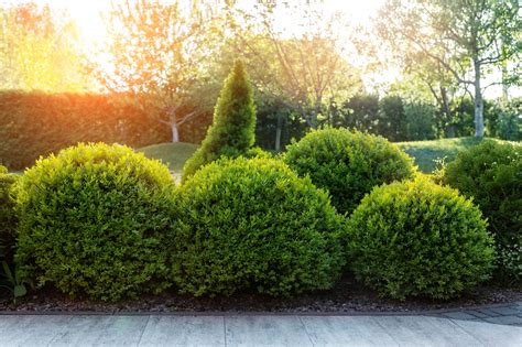 Explore Wintergreen Boxwood Shrub Eureka Farms