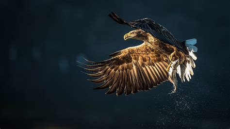 HD wallpaper: Eagle bird catch fish, brown eagle, prey, splashing ...