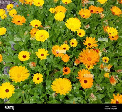 Ringelblume Calendula Officinalis Stock Photo Alamy