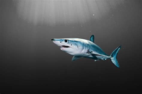 Mako Shark Wallpapers 4k Hd Mako Shark Backgrounds On Wallpaperbat