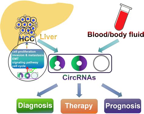 Cancers Free Full Text Circular Rnas Characteristics Function And