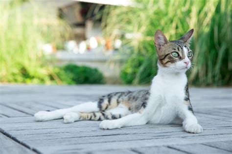 Gato Sentado En El Campo Foto Premium