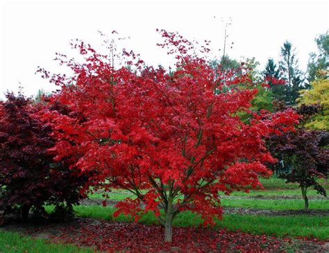 Acer Palmatum Dissectum Atropurpureum Purple Japanese Maple