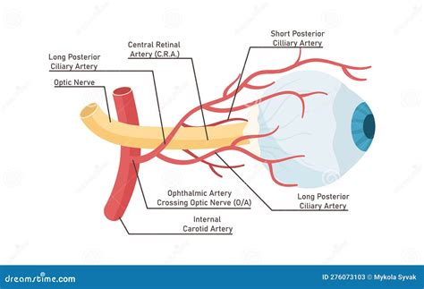 Anatomy Of Human Eye Stock Vector Illustration Of Iris 276073103