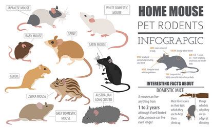 Mice breeds icon set flat style isolated on white Vector Image