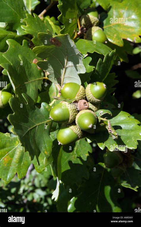 Cluster Oak Hi Res Stock Photography And Images Alamy