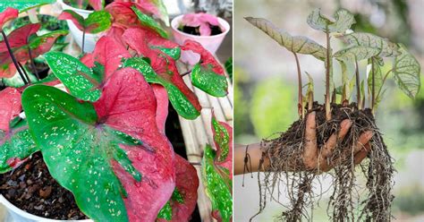 How to Grow Heart of Jesus Plant | Growing Caladiums | Balcony Garden