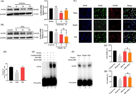 Downregulation Of Satb Expression And Dna Binding Activity After