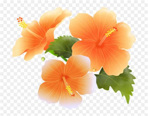 Hawaiian Maui Flower Clip Art Luau Hibiscus Frame Cliparts Clip