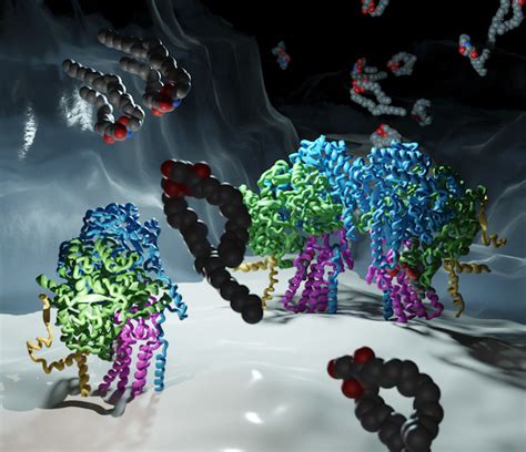 The Structure Of The Orm Containing Serine Palmitoyltransferase