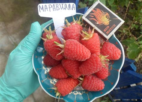 Малина Маравилла - высокоурожайный сорт ремонтантной малины