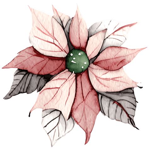Pretty Poinsettia In The Grass · Creative Fabrica