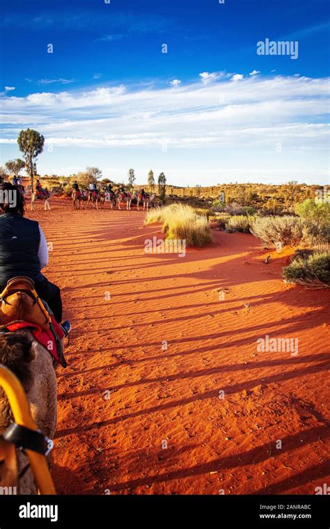 A Silhouette Of A Camel Sunset Tour In The Australian Outback Uluru