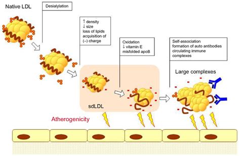 Figure 1 From Vascular Health And Risk Management Dovepress Ldl