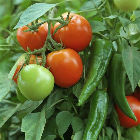 10 Best Companion Plants For Tomatoes And Peppers Boost Yields And