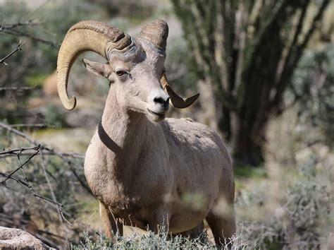 Discover the 6 Official State Animals of Nevada