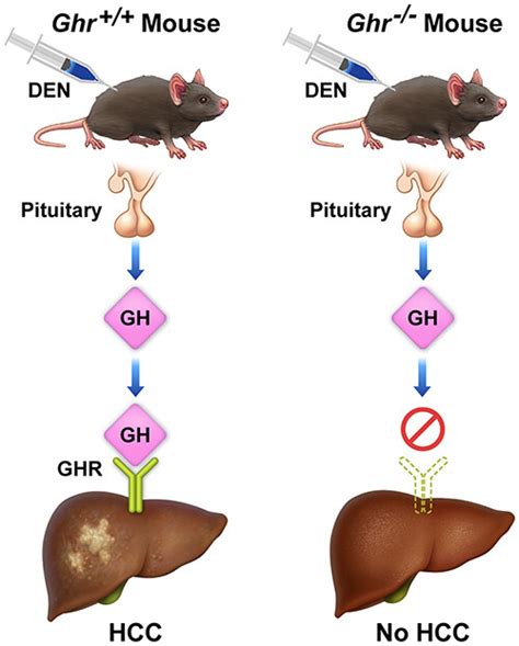 Full Article Disruption Of Growth Hormone Receptor Signaling Abrogates