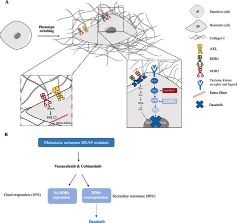 Schematic Representation Of The Distinct Roles Of Ddr1 And Ddr2 In