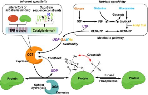 The Global Regulation Of O Glcnac Cycling The Cellular O Glcnacylation Download Scientific