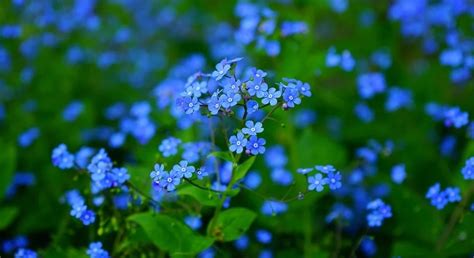 Fleur Bleue La Liste Des 30 Plus Belles Pour Votre Jardin