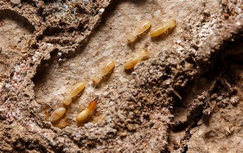 Louisville Homeowners Complete Guide To Termite Awareness Week