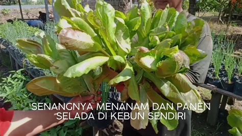 Menanam Selada Red Romaine Semai Sampai Panenplanting Red Romaine