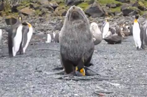 Watch Fur Seals Caught Having Sex With Penguins