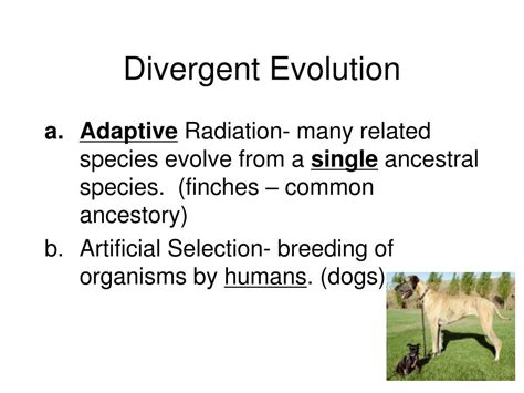 Ppt What Is Evolution Powerpoint Presentation Free Download Id