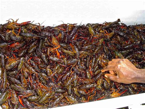 How To Keep Crawfish Alive Overnight - Easy And Simple Tips You Should Know