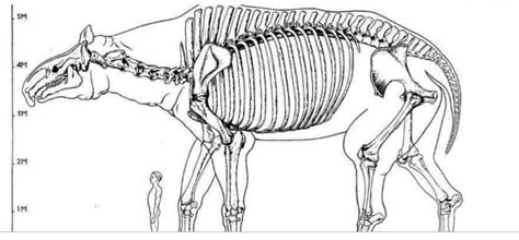 Size comparison of a paraceratherium (largest land animal to ever exist ...