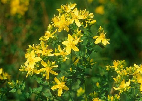 Зверобой обыкновенный (Hypericum) - описание сорта, фото, саженцы ...