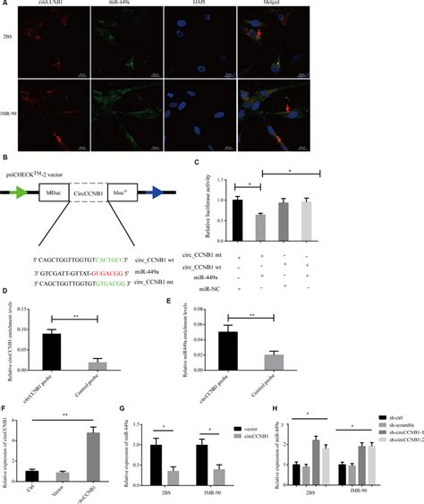 CircCCNB1 functions as a miR-449a sponge and suppresses miR-449a ... 