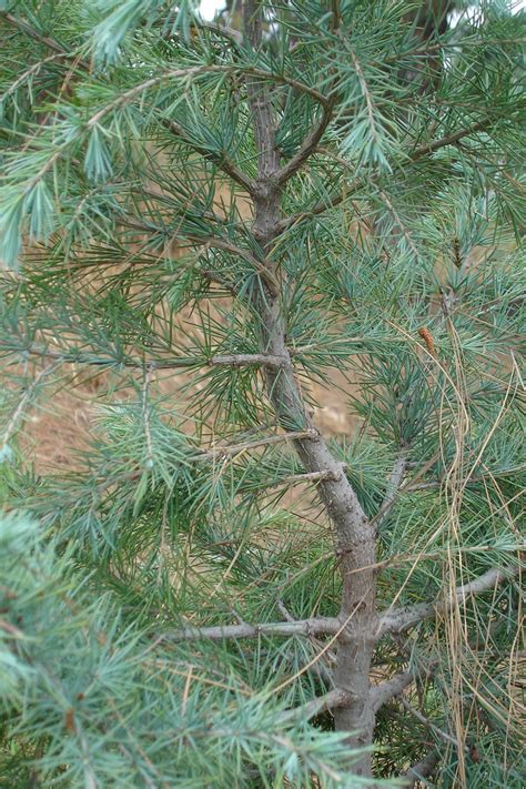 Pine Tree | Pics4Learning