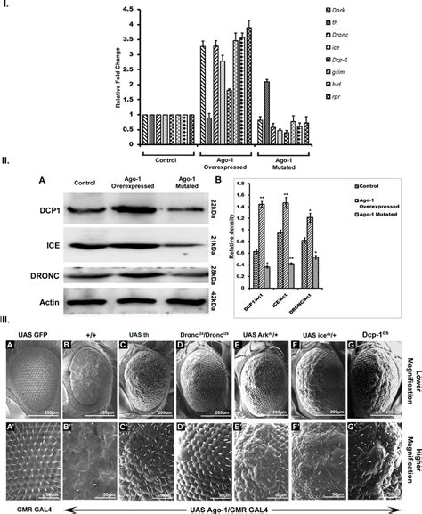 Apoptotic Inhibitors And Caspases Are Important For Ago 1 Regulated