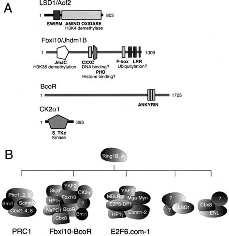 Ring1B Rnf2 Complexes And Select New Interactors A Schematic