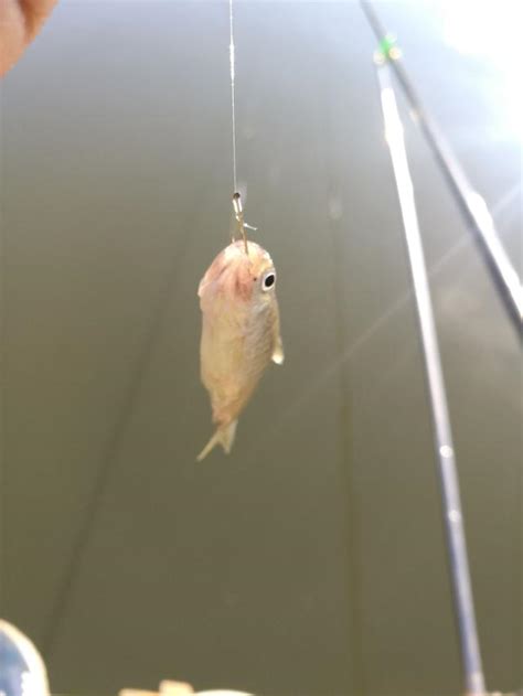 鯉魚坑中釣鯽魚，大魚進窩早收杆 每日頭條