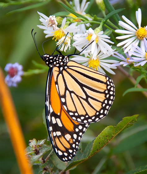 Monarch Butterfly Close Up Photograph by James Wheeler