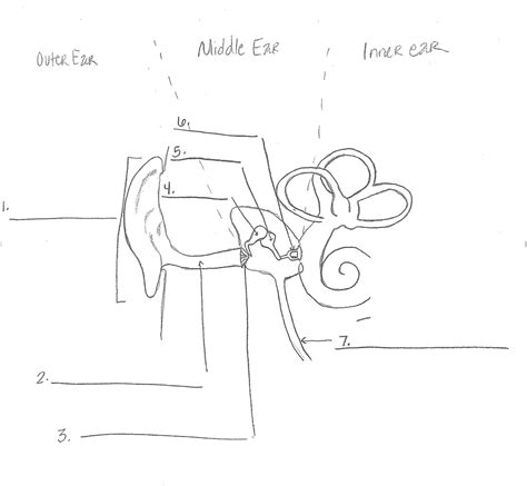 middle ear Diagram | Quizlet