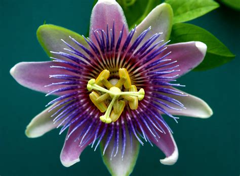 Flower Green Nature Passiflora Passion Passion Flower Passion