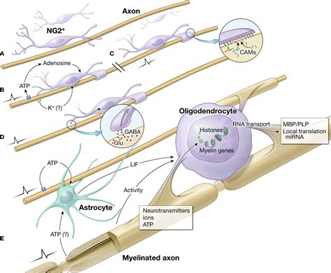 Oligodendrocytes Myelin