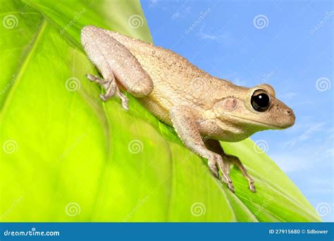 Cuban Tree Frog On Backlit Green Leaf Stock Photo Image Of Nocturnal