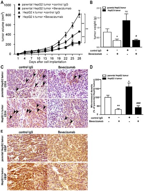 Bevacizumab Impaired The Tumor Growth And Angiogenesis In Tumor Bearing