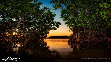 Red Mangroves Lake Worth Lagoon | HDR Photography by Captain Kimo