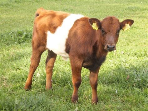 Cattle Breeds Homestead On The Range